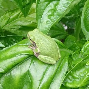 Meet your Posher, Antoni